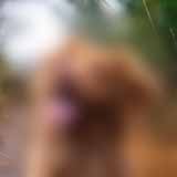Dog Image-1
