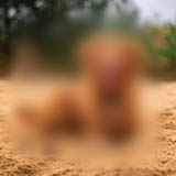 Dog Image-2