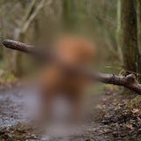 Dog dog-image-3